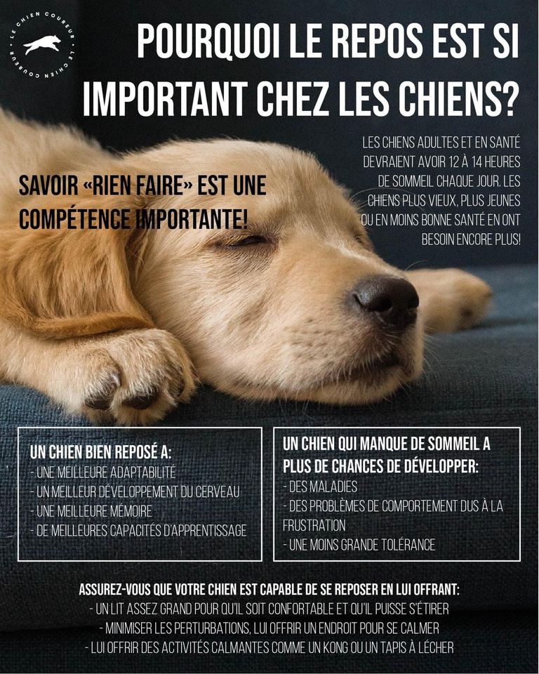 le repos du chien est essentiel pour une relation harmonieuse et de confiance