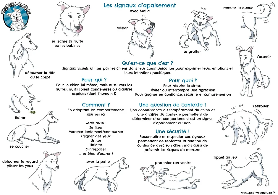 Décoder le comportement de votre chien : les signaux subtils à ne pas manquer !